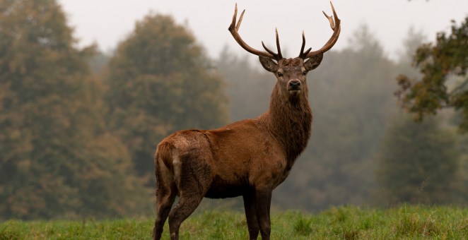 Forget Rabbits With Tentacles, Now Deer Are Growing Warts: 3 Things To Consider