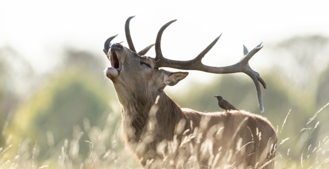 Herd Of Elk Surround Car At A Stop Light See Wild Video