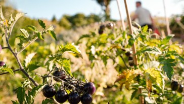 Kitchen Gardens Are Making A Delicious Comeback