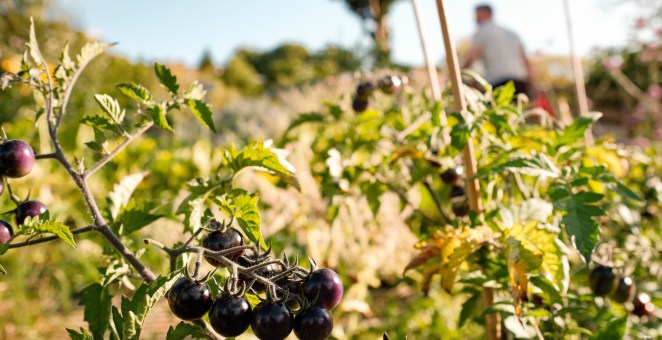 Kitchen Gardens Are Making A Delicious Comeback