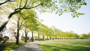 Mom Makes Ultimate Sacrifice, Pushes Child Out Of Way Of Falling Tree Limb