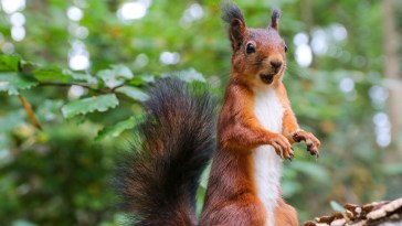 Reports Of Zombie Squirrels Surface Throughout US