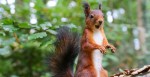 Reports Of Zombie Squirrels Surface Throughout US