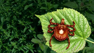 Alpha Gal Some People Are Being Forced To Turn Vegan Thanks To Small Insect