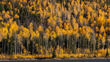 The Oldest Tree in The World Has Been Found, And It's Ancient