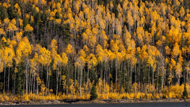 The Oldest Tree in The World Has Been Found, And It's Ancient