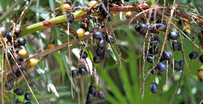 Three People Arrested Over Berries Of All Things