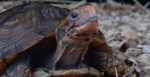 New York Man Pleads Guilty To Smuggling Turtles In Socks