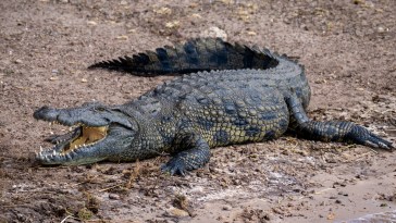 15-Year-Old Girl Drowns After Crocodile Pulled Her Into A River