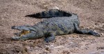 15-Year-Old Girl Drowns After Crocodile Pulled Her Into A River