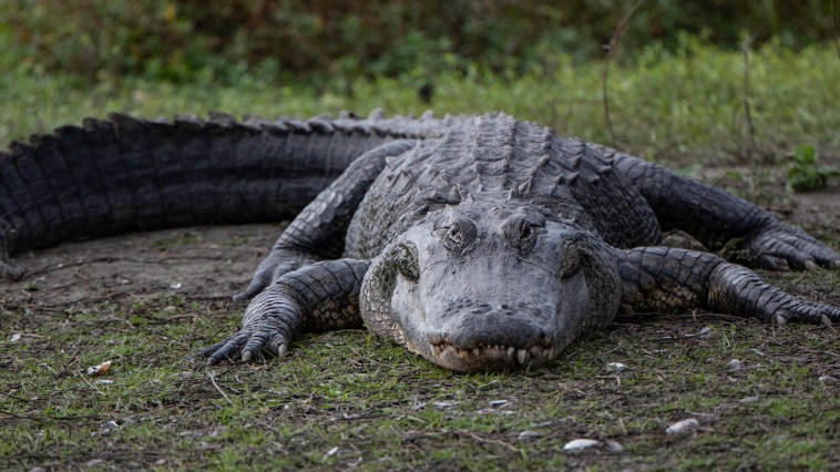 Alligator Takes Stroll To Georgia McDonald's