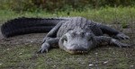 Alligator Takes Stroll To Georgia McDonald's