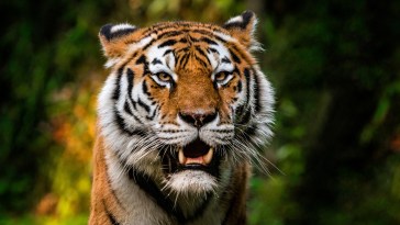 Animal Handler Who Previously Worked With Tiger King Star Joe Exotic Killed In Intense Tiger Attack