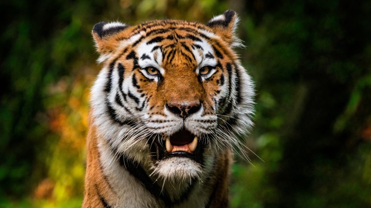 Animal Handler Who Previously Worked With Tiger King Star Joe Exotic Killed In Intense Tiger Attack