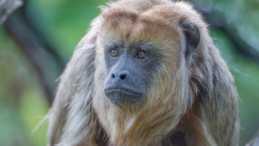 Country Singer Reveals He Was Forced To Eat Monkey Brains In The Army