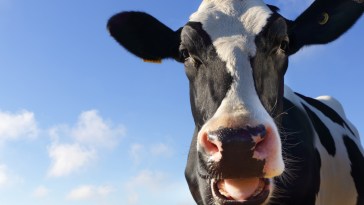Cow Miraculously Escapes Slaughterhouse, Finds Freedom