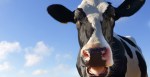 Cow Miraculously Escapes Slaughterhouse, Finds Freedom