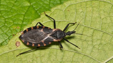 Deadly Kissing Bug Found In Wheatland, Raising Concerns Over Chagas Disease