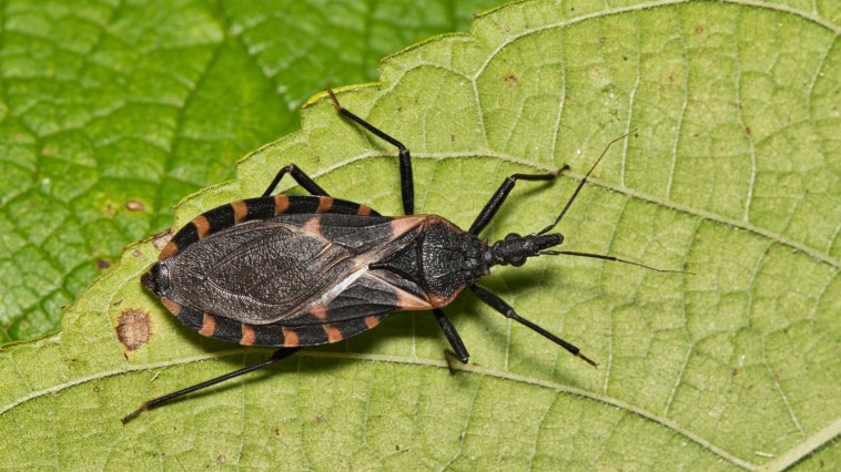Deadly Kissing Bug Found In Wheatland, Raising Concerns Over Chagas Disease