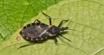 Deadly Kissing Bug Found In Wheatland, Raising Concerns Over Chagas Disease