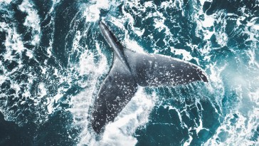 Distressing Footage Shows Whale And Calf Desperately Tangled In Shark Net