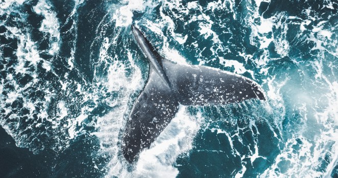 Distressing Footage Shows Whale And Calf Desperately Tangled In Shark Net