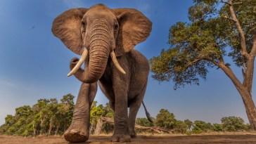 Elephant Charges Tourists After They Get Too Close, Tramples And Nearly Drowns Woman