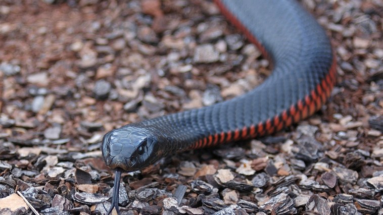 Family Surprised To Find Venomous Snake Hiding In Their Delivery Pizza Box