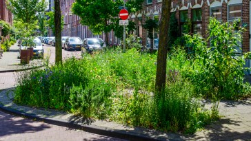 Guerrilla Gardening - Turning Urban Wastelands Into Beautiful Meadow