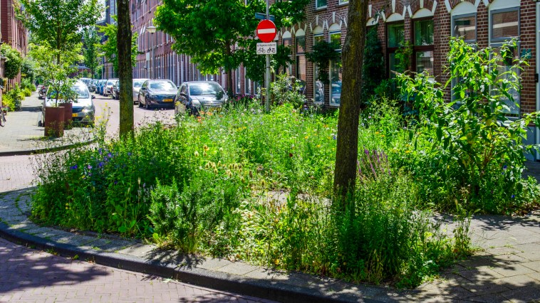 Guerrilla Gardening - Turning Urban Wastelands Into Beautiful Meadow