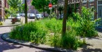 Guerrilla Gardening - Turning Urban Wastelands Into Beautiful Meadow