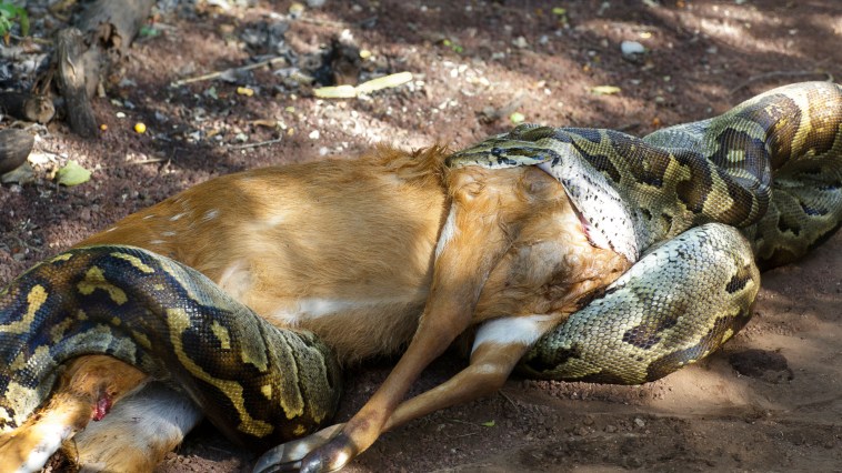 Horrifying Video Shows Python Puking Up Whole Deer In Florida