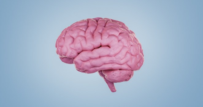 How A Single Milkshake Can Affect Your Brain