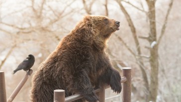 Minnesota Zoo Is Feeding Bears People's Unwanted Pet Goldfish
