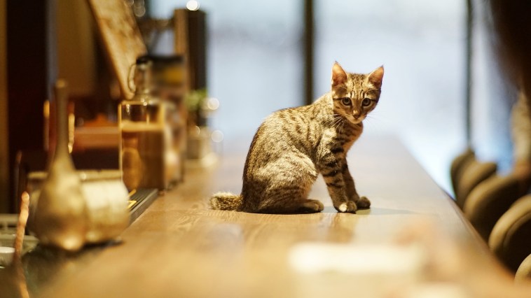 Missing Cat Found 30 Miles Away At Bar Then It Disappeared Again
