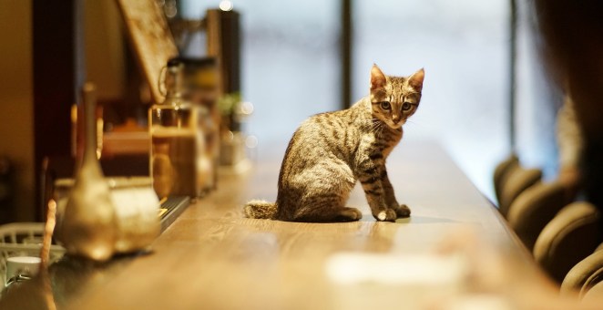 Missing Cat Found 30 Miles Away At Bar Then It Disappeared Again
