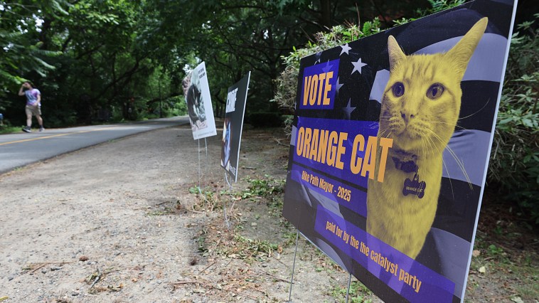 One Massachusetts Town Has Its Own Cat Mayor Here's Who It Elected