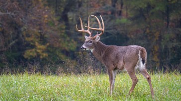 Outbreak Of Deer-Killing Disease Sparks Concern- What Hunters Need To Know