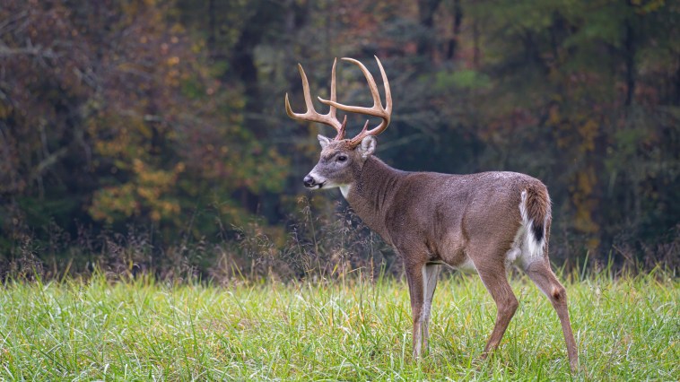 Outbreak Of Deer-Killing Disease Sparks Concern- What Hunters Need To Know