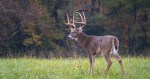 Outbreak Of Deer-Killing Disease Sparks Concern- What Hunters Need To Know
