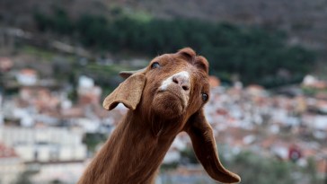 Police Respond To Reports Of Screaming Woman, Turns Out It Was A Goat