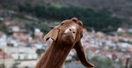Police Respond To Reports Of Screaming Woman, Turns Out It Was A Goat