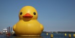 Prepare Your Bodies, The World's Largest Rubber Duck Made Its Appearance In Chicago