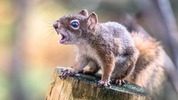 Squirrel Attack In California Lands Two At The ER