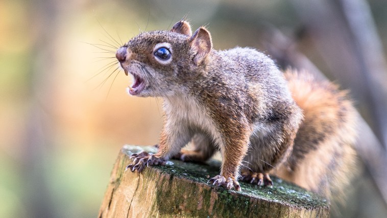 Squirrel Attack In California Lands Two At The ER
