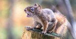 Squirrel Attack In California Lands Two At The ER
