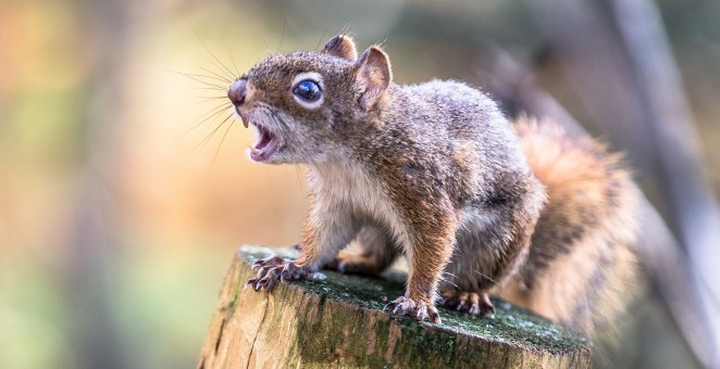 Squirrel Attack In California Lands Two At The ER