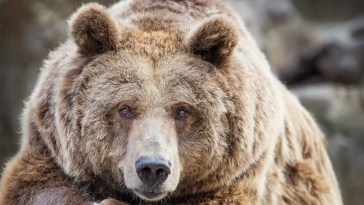 Trail Runner Urges Everyone To Carry Bear Spray After A Bear Disrupts Ultramarathon Race