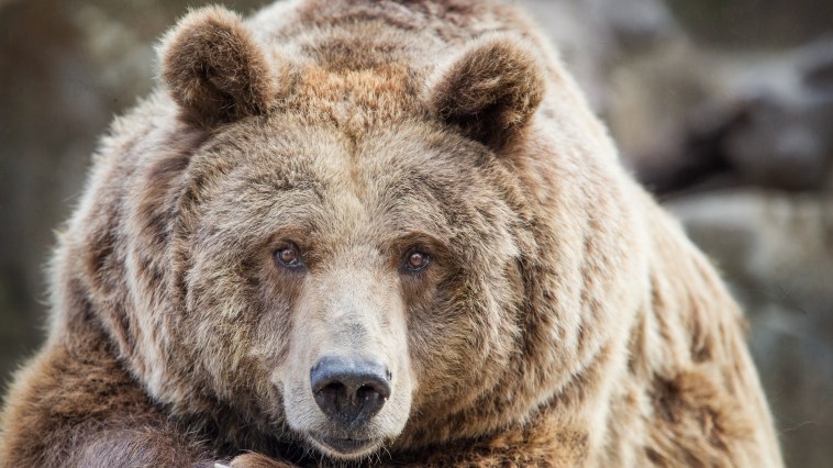 Trail Runner Urges Everyone To Carry Bear Spray After A Bear Disrupts Ultramarathon Race