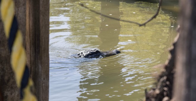 12-Year-Old Attacked By Alligator In New Orleans, Now His Mom Faces Charges